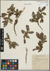 Foto von Salix hastata L.